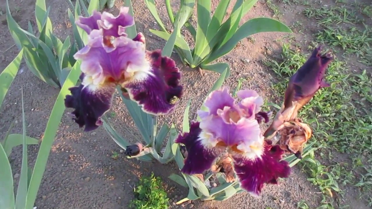 ジャーマンアイリスの品種別の植替えについて！品種別管理の理由2018