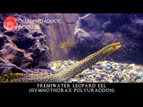 Gymnothorax polyuraodon. The MAGICAL Freshwater Moray Eel! (Leopard Aquatic G033A)