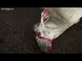 Investigation: The Secret Slaughterhouses of Brazil