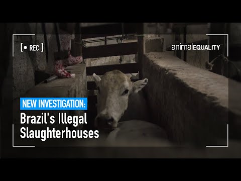 Investigation: The Secret Slaughterhouses of Brazil