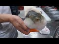 Pufferfish moans/chokes whilst eating carrot meme