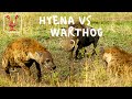 Hyenas Kill a Warthog  | Intense Animal Action (NOT for sensitive viewers)