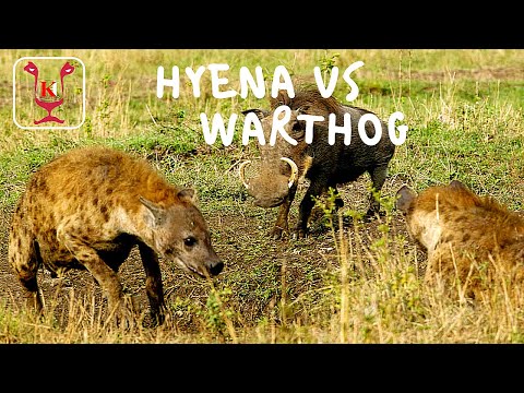 Hyenas Kill a Warthog | Intense Animal Action (NOT for sensitive viewers)