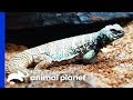 Dinosaur Themed Enclosure For Two Gorgeous Uromastyx Lizards | Scaled