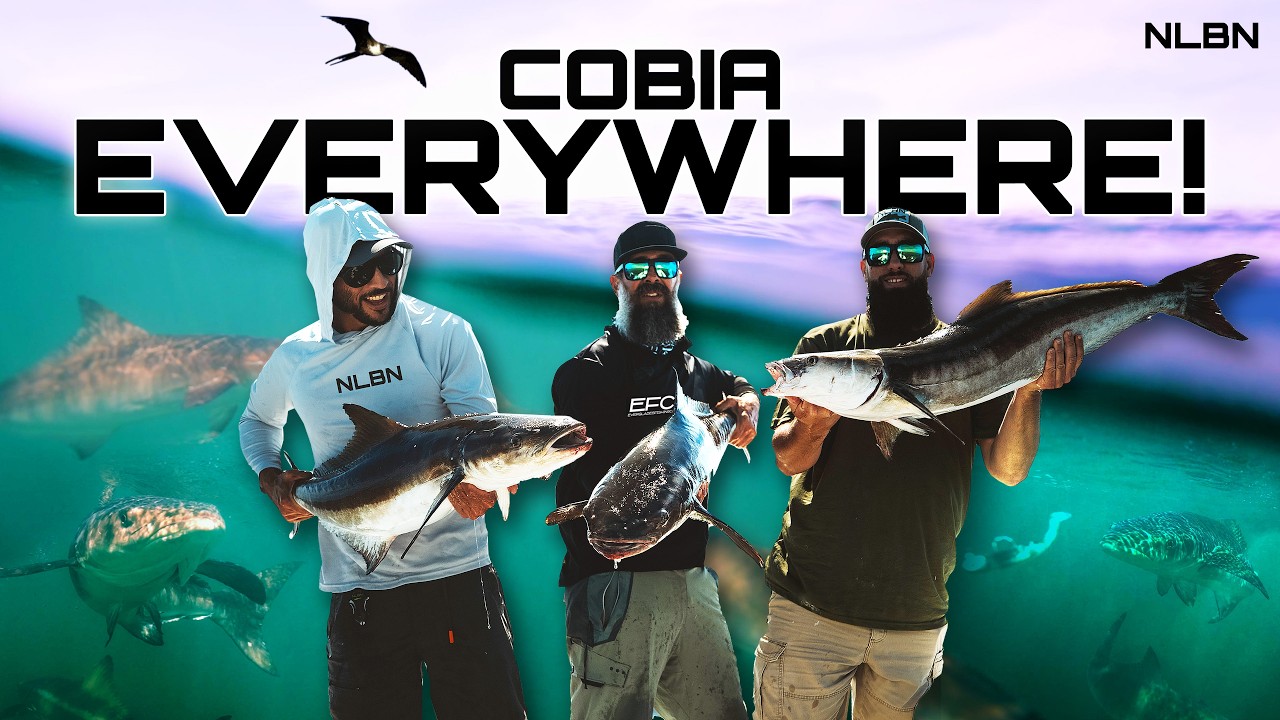 NLBN: Non-Stop Cobia Action! Ft. Everglades Fishing Co.