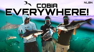 NLBN: Non-Stop Cobia Action! Ft. Everglades Fishing Co. Wealth