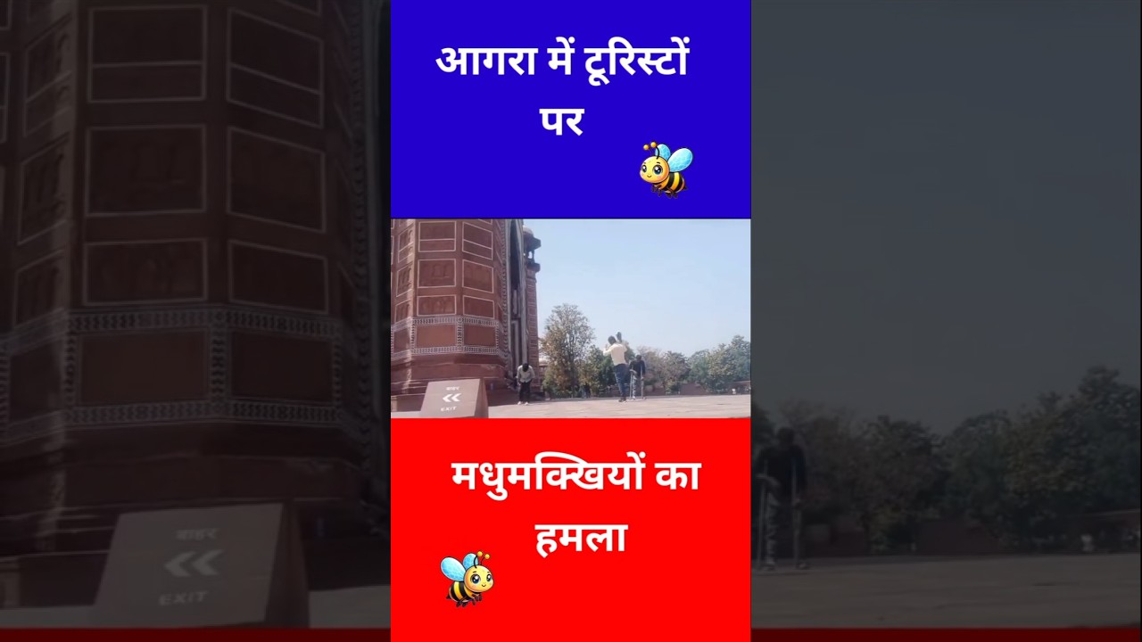 ताजमहल घूमने आए पर्यटकों पर मधुमक्खियों ने किया हमला... मची अफरातफरी 