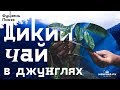 По джунглям за диким чаем. Гигантские чайные листья!