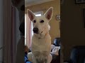 Is Mattie #cute #whitegsd #germanshepherd #youtubeshorts