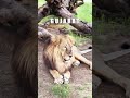 ધન્ય ધરા ગુજરાત❤️🦁