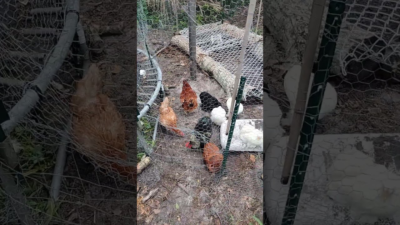 chicken coop made from free materials
