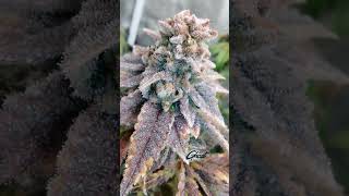 Optic LEDs grow better buds - Green Ghost Organics shows us those super Ripe Buds n Resins
