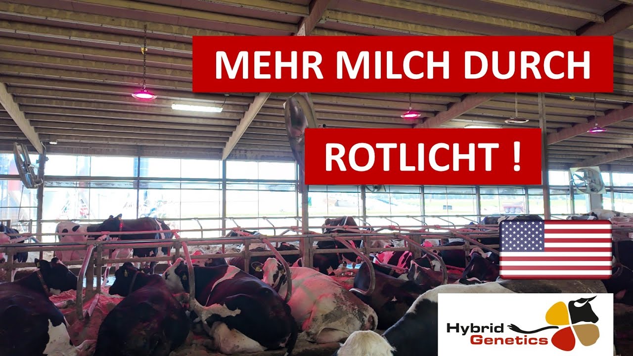 3 kg mehr Milch pro Kuh – dank Rotlicht im Kuhstall?!