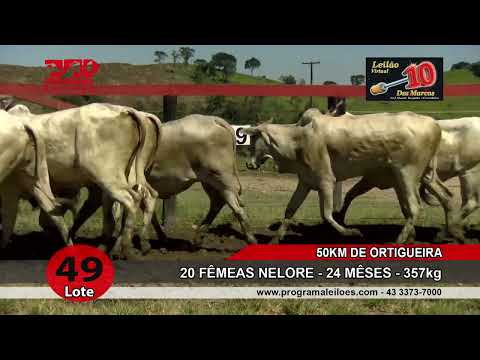 Lote 49