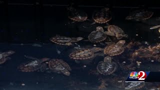 Volusia County residents warned to watch for sea turtles washing ashore
