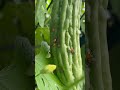 Our bitter-melon residents #amapalaya #vegetables  #insects