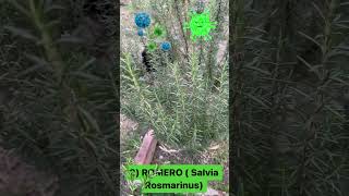 3 PLANTAS Para Curar RESFRÍOS, Gripé y Tos 🤧