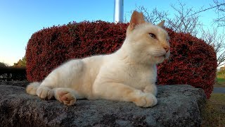 薄茶シロ猫が石の上に座って夕日を浴びる