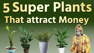 5 Super Plants That Attracts Wealth and Prosperity | Vastu Tips | The Magical Indian