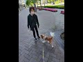 お友達のナッツくんをスルーしてママへ❤️人間大好きららちゃん