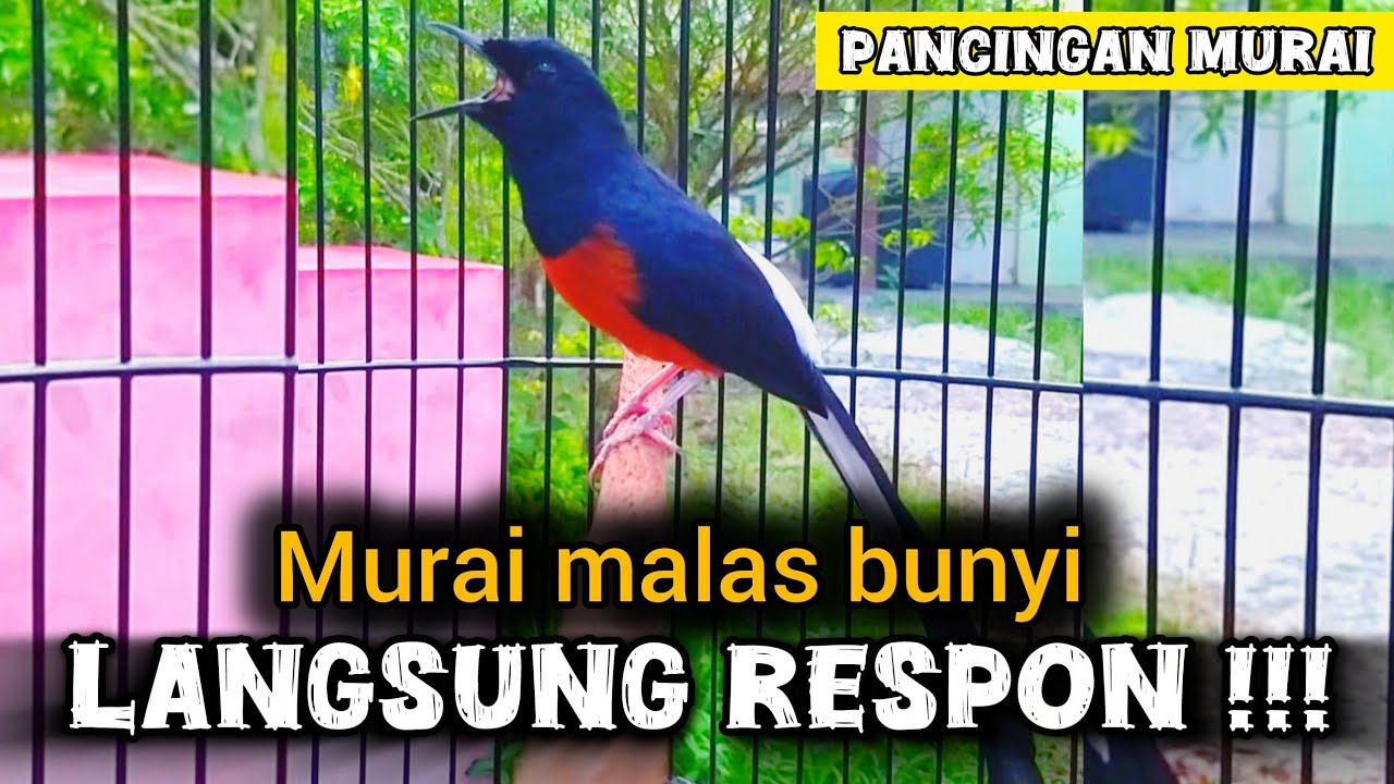 Pancingan murai batu malas bunyi langsung respon #muraibatu #masteran #pancingan 