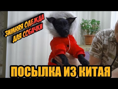 Заказали одежду для собаки с Алиэкспресс. Не делайте этого.