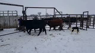 Loading cattle