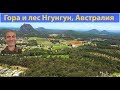 Природа Австралии. Гора и лес Нгун Нгун. (видео 097)