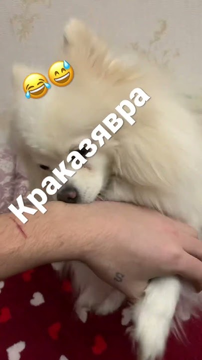 Пушистый шпиц 😍🥰 - YouTube