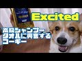 ライオン クイック＆リッチ トリートメントイン シャンプータオルに興奮するコーギー　Corgi is excited by luxury shampoo towel