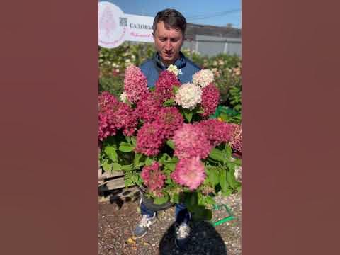 Гортензия метельчатая (Hydrangea paniculata `Summer Love`) Саммер Лав ...