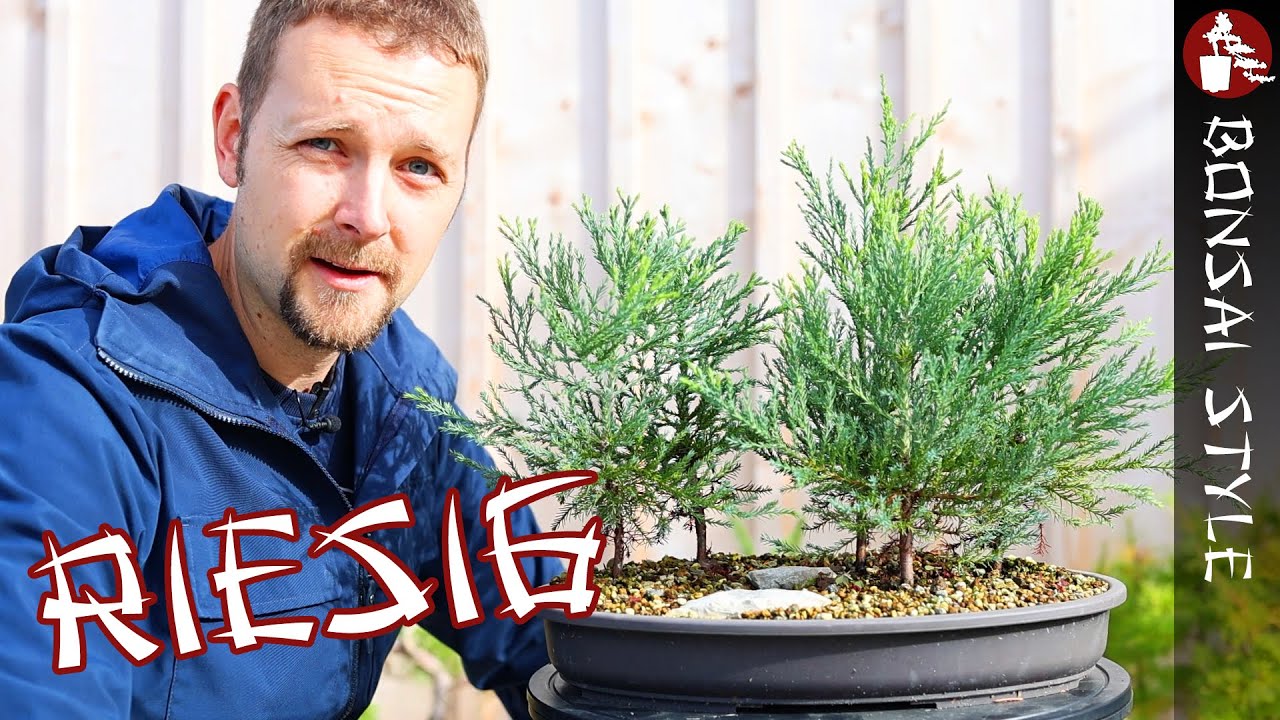 bonsai düngen ab wann Bonsaidünger - Mineralischer NPK Flüssigdünger mit Stickstoff
