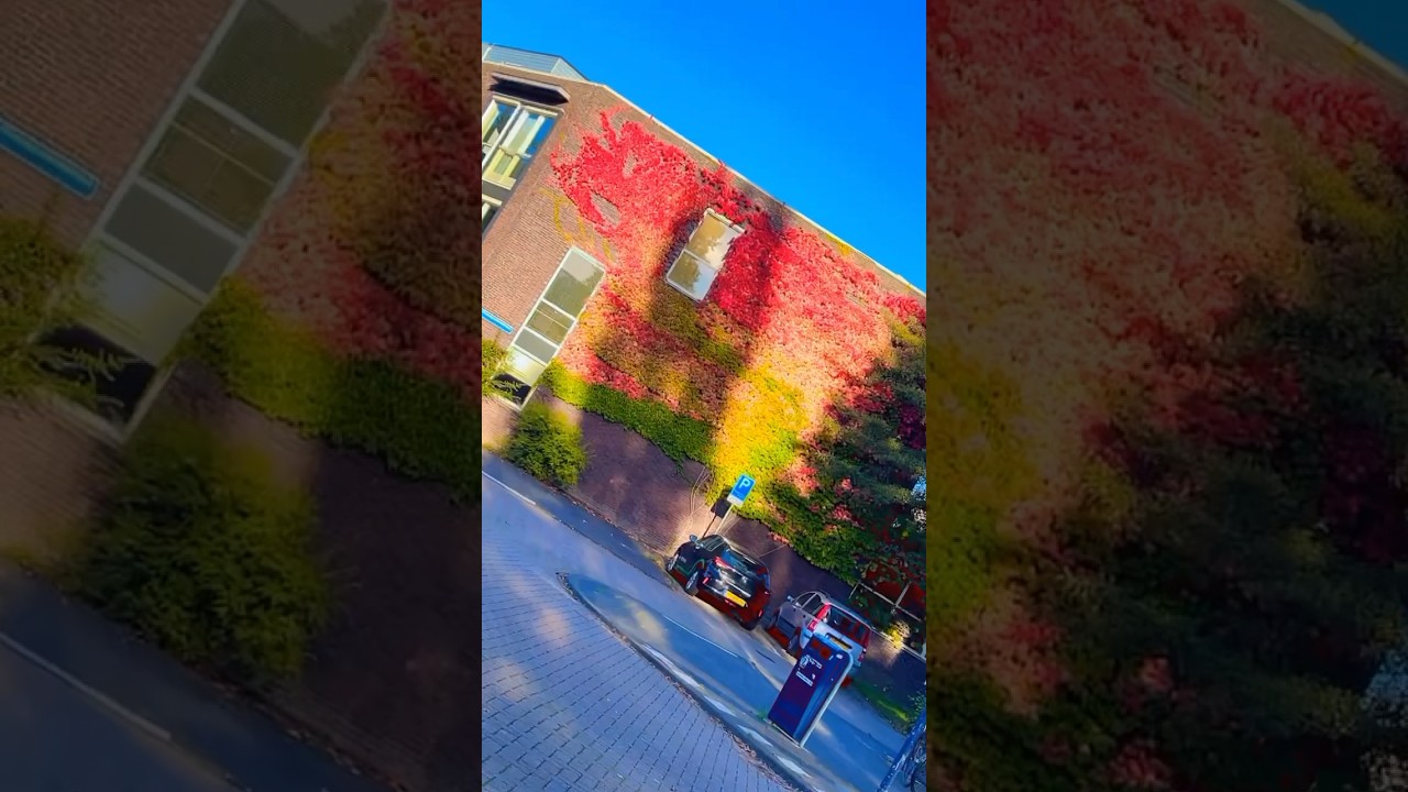 Amazing color natural beauty in Netherlands 