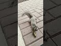 Lilly Loves Avocado Just like her Mom. #squirrels #squirrel #wildlife #pets #squirrelthoughts