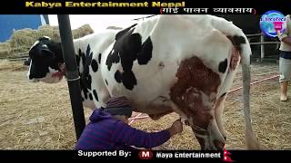 दुध बेचेर वार्षिक १५ लाख आम्दानी|   गाई पालन बाट मनग्गे आम्दानी ||  Cow Form