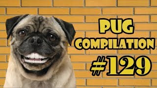 Pug Compilation 129 | Funny Dogs but only Pug Videos