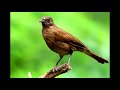 Canto Sabiá - Pardão da Bahia || Rufous-Bellied Thrush (Turdus Rufiventris)