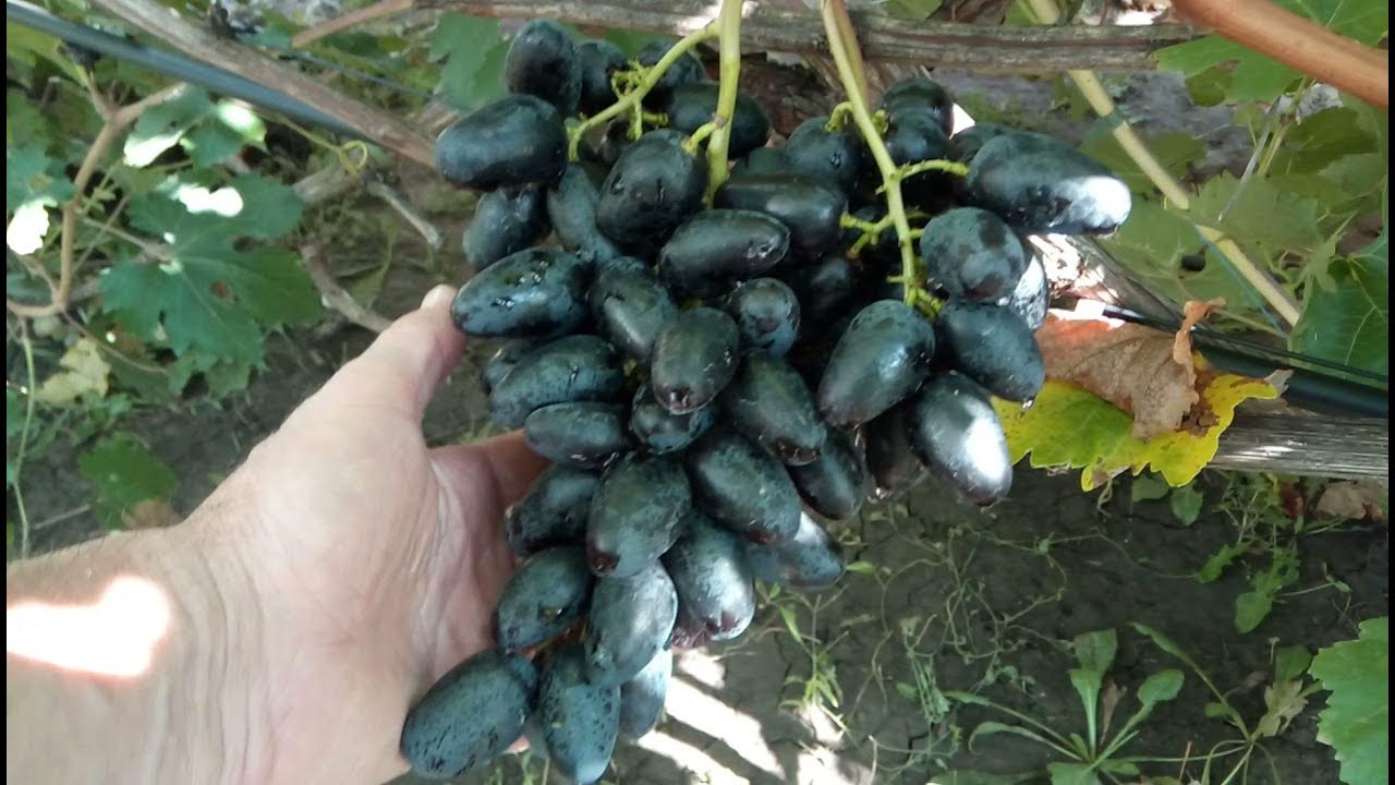 Виноград черный кристалл описание сорта фото