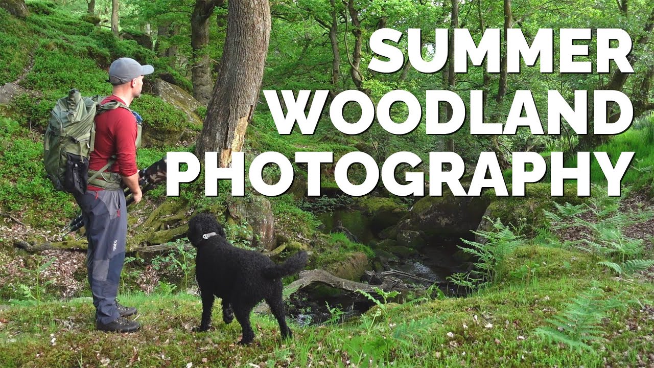 Photographing Woodland in Summer - Advice and Inspiration