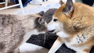 不器用な柴犬パパが大好きな我が家の猫たちです…