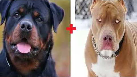 O que acontece se cruzar um Pitbull com rottweiler?