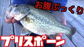 Kさんそれプリスポーンのメスですよ！！