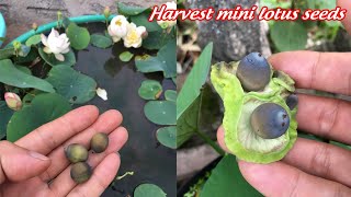 Harvest mini lotus seeds in pots and grow new lotus pots | grow mini lotus at home