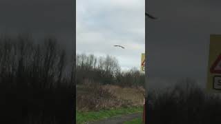 Buzzard