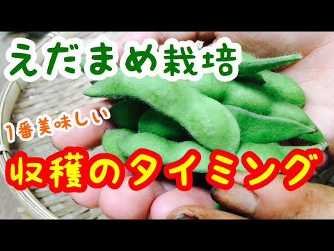 枝豆の育て方の収穫ポイント 時間帯 タイミング 茹で方 大量の枝豆栽培 Youtube