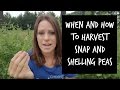 How to Harvest Snap and Shelling Peas