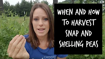 Can you eat hand shelled peas raw?