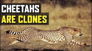Cheetahs Are Actually All Genetic Clones