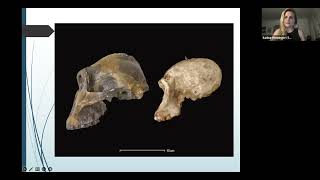 Homo habilis &amp; Homo erectus - Biological Anthropology Henninger 2023