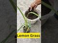 Lemon Grass Repotting🌿 | Mosquito Repellent Plant #terracegarden